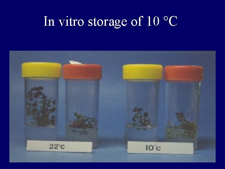 In vitro storage of 10 C In vitro storage of 10 C