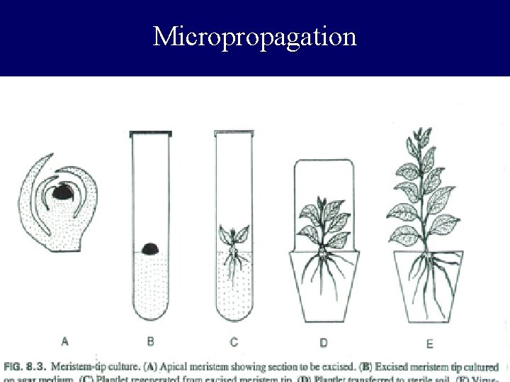 Micropropagation Micropropagation