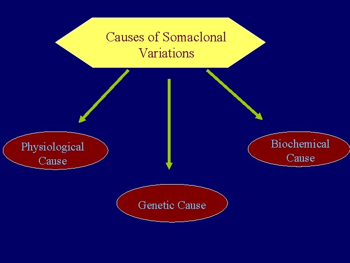 Causes of Somaclonal Variations Biochemical Cause Physiological Cause Genetic Cause Causes of Somaclonal Variations Biochemical Cause Physiological Cause Genetic Cause