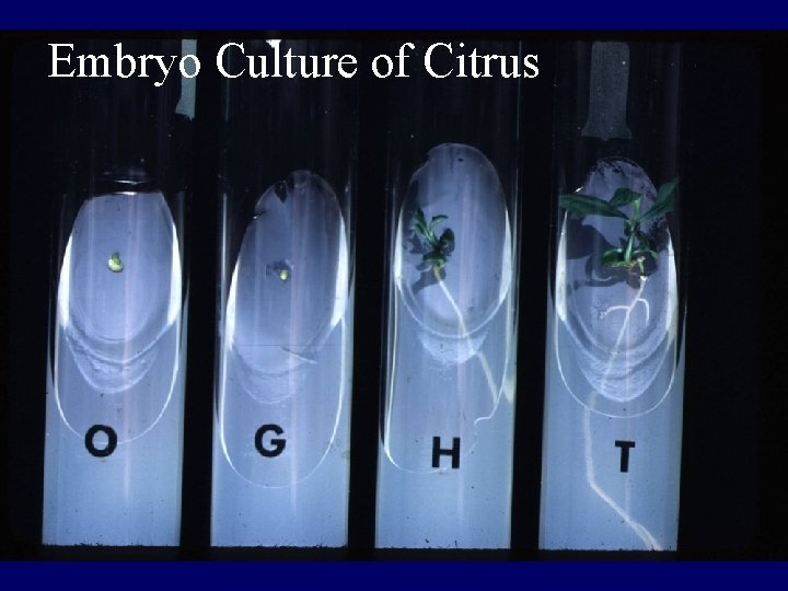 Embryo Culture of Citrus Embryo Culture of Citrus