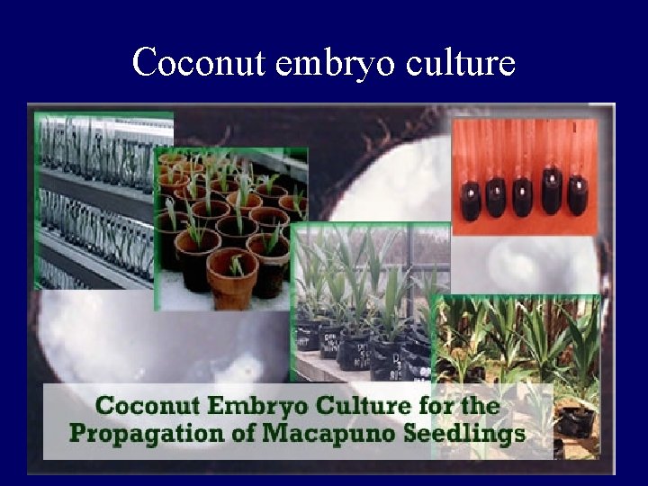 Coconut embryo culture Coconut embryo culture