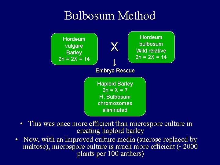 Bulbosum Method Hordeum vulgare Barley 2 n = 2 X = 14 X ↓ Bulbosum Method Hordeum vulgare Barley 2 n = 2 X = 14 X ↓