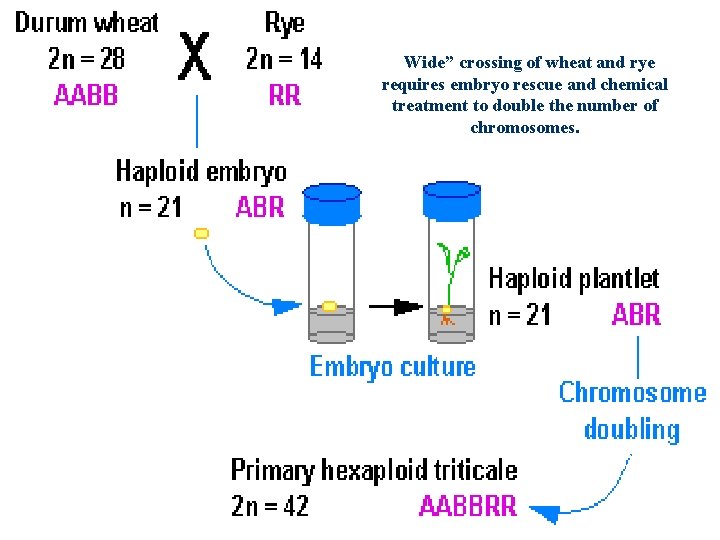 “Wide” crossing of wheat and rye requires embryo rescue and chemical treatment to double “Wide” crossing of wheat and rye requires embryo rescue and chemical treatment to double