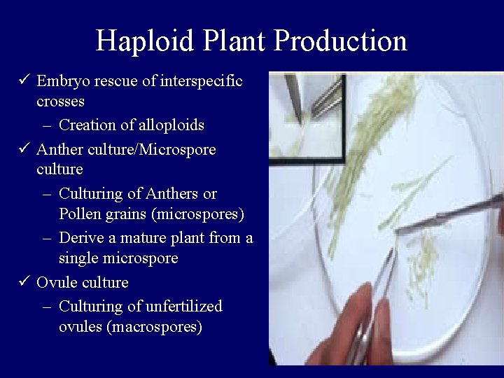Haploid Plant Production ü Embryo rescue of interspecific crosses – Creation of alloploids ü Haploid Plant Production ü Embryo rescue of interspecific crosses – Creation of alloploids ü