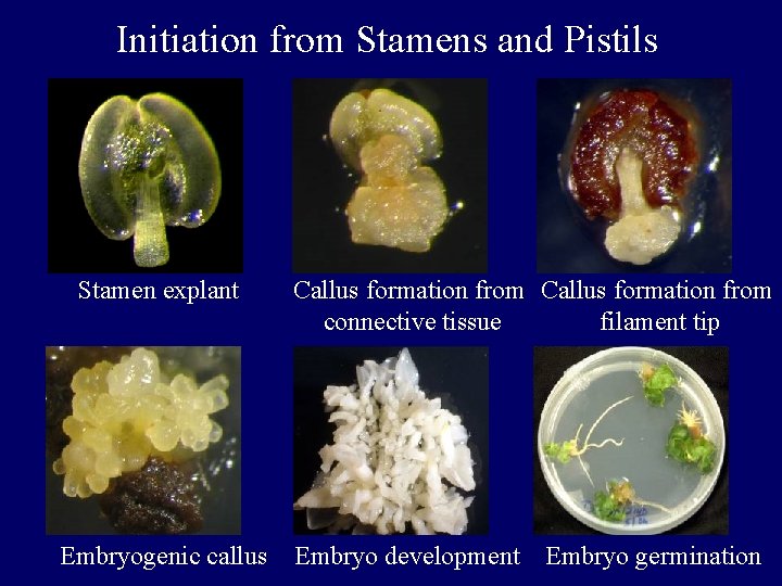 Initiation from Stamens and Pistils Stamen explant Embryogenic callus Callus formation from connective tissue Initiation from Stamens and Pistils Stamen explant Embryogenic callus Callus formation from connective tissue