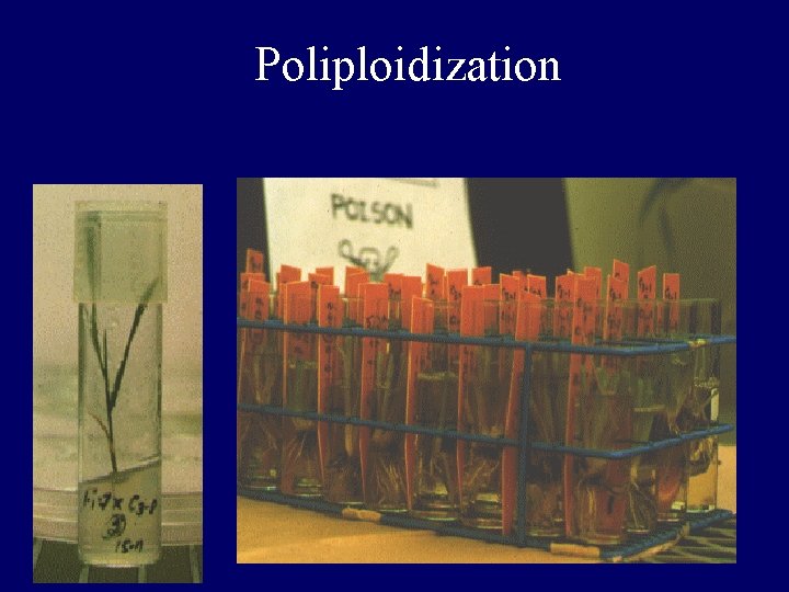 Poliploidization Poliploidization