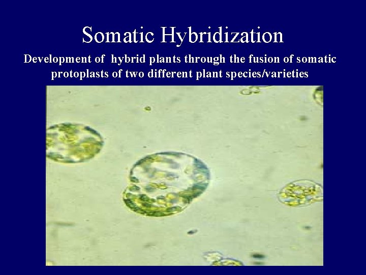 Somatic Hybridization Development of hybrid plants through the fusion of somatic protoplasts of two Somatic Hybridization Development of hybrid plants through the fusion of somatic protoplasts of two