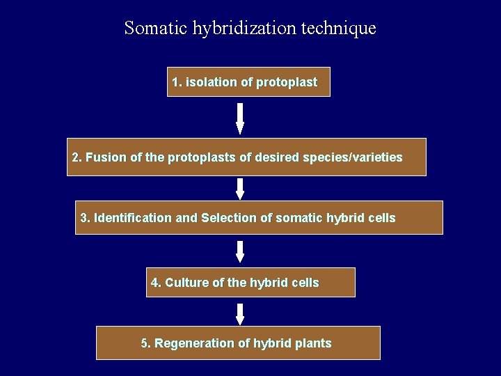 Somatic hybridization technique 1. isolation of protoplast 2. Fusion of the protoplasts of desired Somatic hybridization technique 1. isolation of protoplast 2. Fusion of the protoplasts of desired