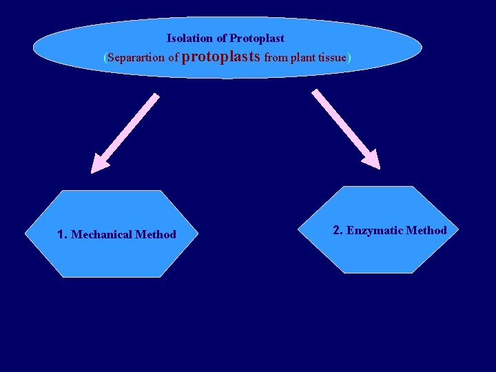 Isolation of Protoplast (Separartion of protoplasts from plant tissue) 1. Mechanical Method 2. Enzymatic Isolation of Protoplast (Separartion of protoplasts from plant tissue) 1. Mechanical Method 2. Enzymatic