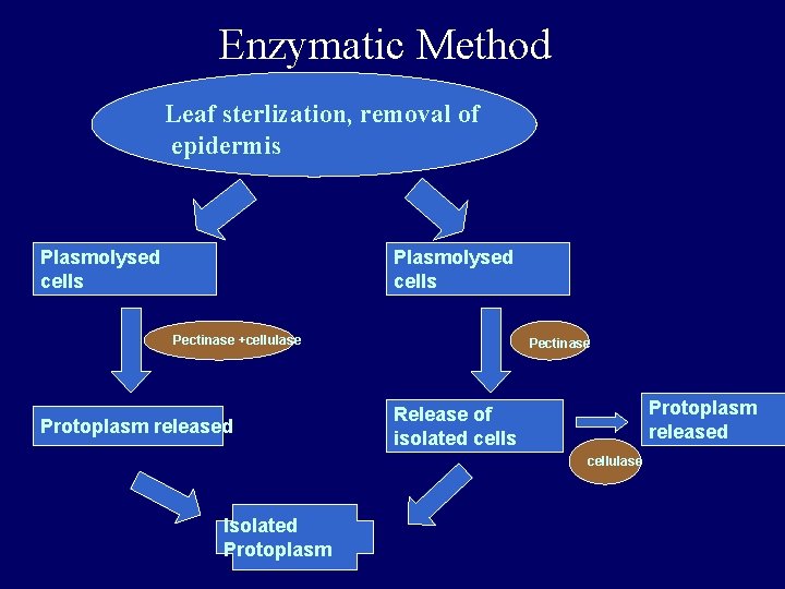 Enzymatic Method Leaf sterlization, removal of epidermis Plasmolysed cells Pectinase +cellulase Protoplasm released Pectinase Enzymatic Method Leaf sterlization, removal of epidermis Plasmolysed cells Pectinase +cellulase Protoplasm released Pectinase