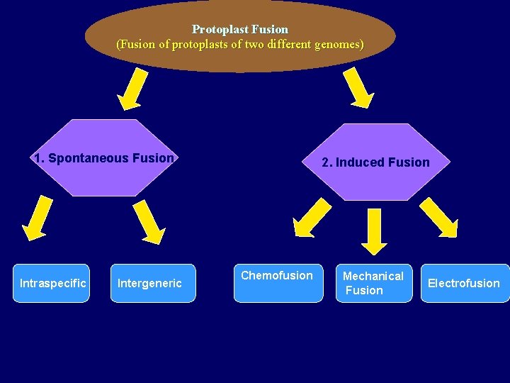 Protoplast Fusion (Fusion of protoplasts of two different genomes) 1. Spontaneous Fusion Intraspecific Intergeneric Protoplast Fusion (Fusion of protoplasts of two different genomes) 1. Spontaneous Fusion Intraspecific Intergeneric