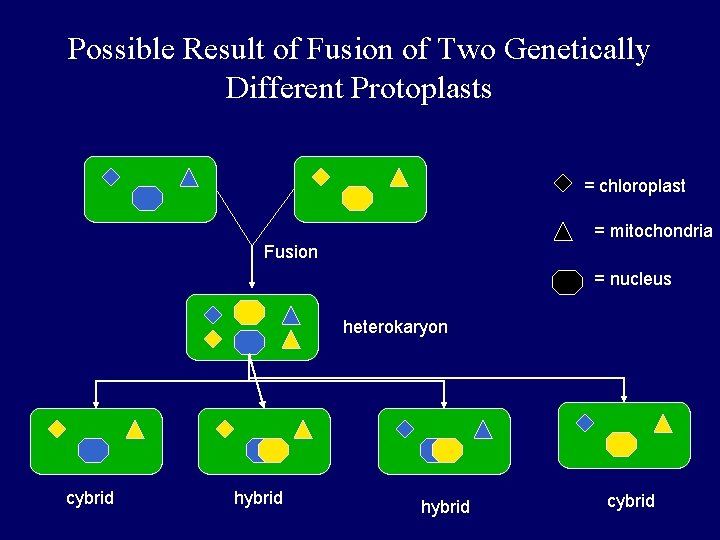 Possible Result of Fusion of Two Genetically Different Protoplasts = chloroplast = mitochondria Fusion Possible Result of Fusion of Two Genetically Different Protoplasts = chloroplast = mitochondria Fusion