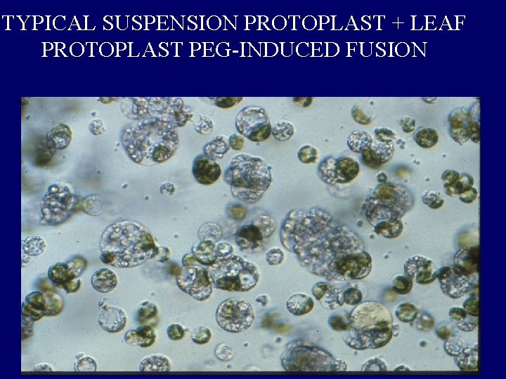 TYPICAL SUSPENSION PROTOPLAST + LEAF PROTOPLAST PEG-INDUCED FUSION TYPICAL SUSPENSION PROTOPLAST + LEAF PROTOPLAST PEG-INDUCED FUSION