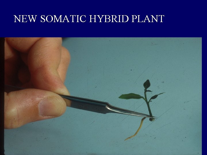 NEW SOMATIC HYBRID PLANT NEW SOMATIC HYBRID PLANT