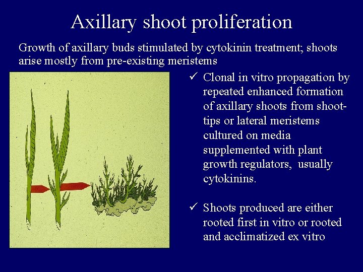 Axillary shoot proliferation Growth of axillary buds stimulated by cytokinin treatment; shoots arise mostly Axillary shoot proliferation Growth of axillary buds stimulated by cytokinin treatment; shoots arise mostly