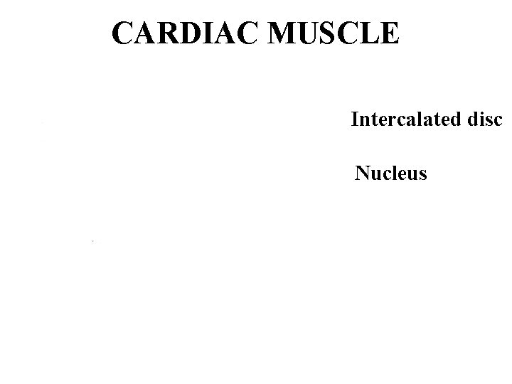 CARDIAC MUSCLE Intercalated disc Nucleus 