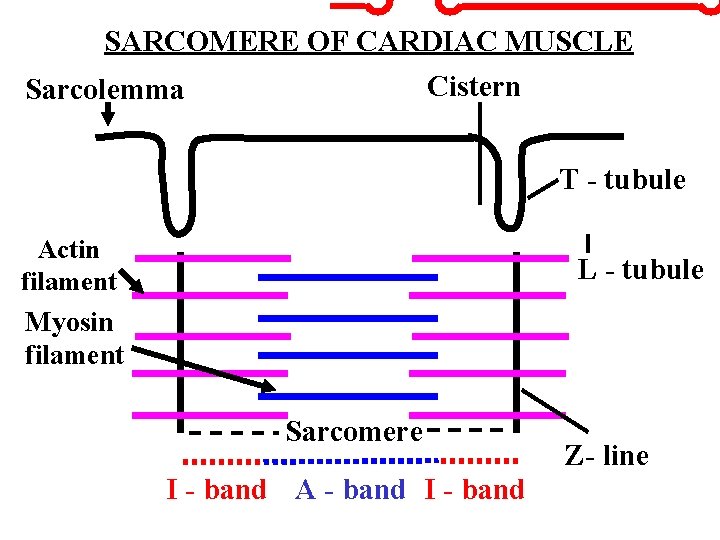 SARCOMERE OF CARDIAC MUSCLE Cistern Sarcolemma T - tubule Actin filament L - tubule
