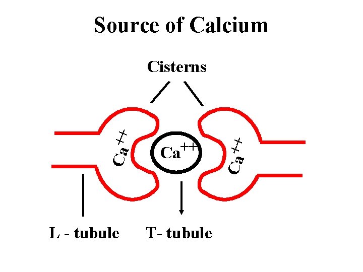 Source of Calcium L - tubule Ca++ T- tubule Ca ++ Cisterns 