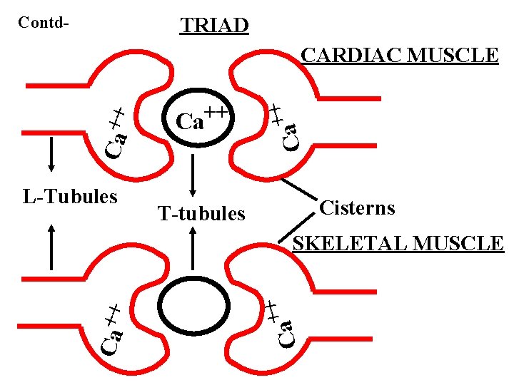 Contd- TRIAD L-Tubules Ca ++ CARDIAC MUSCLE Cisterns T-tubules Ca ++ SKELETAL MUSCLE 