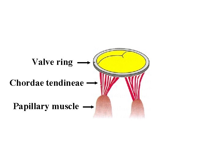 Valve ring Chordae tendineae Papillary muscle 