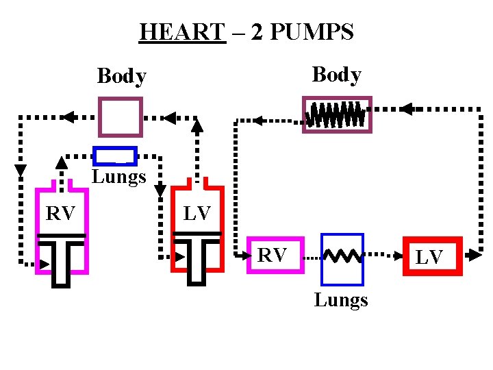 HEART – 2 PUMPS Body Lungs RV LV Lungs 