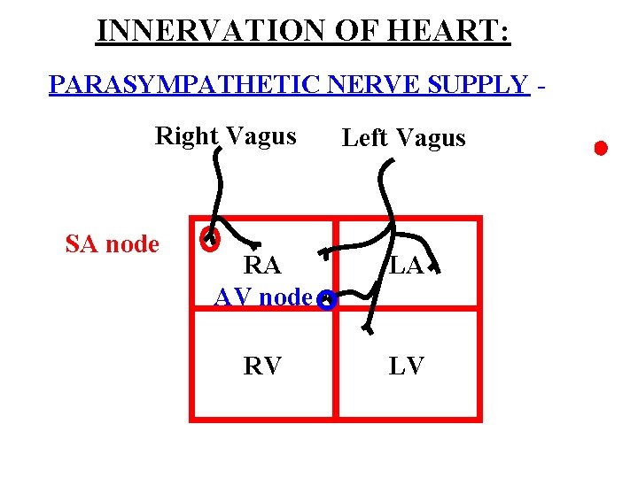 INNERVATION OF HEART: PARASYMPATHETIC NERVE SUPPLY Right Vagus SA node Left Vagus RA AV