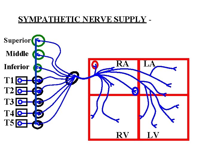 SYMPATHETIC NERVE SUPPLY Superior Middle Inferior RA LA T 1 T 2 T 3