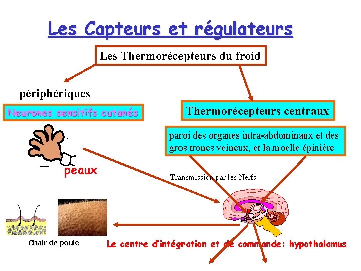 Les Capteurs et régulateurs Les Thermorécepteurs du froid périphériques Neurones sensitifs cutanés Thermorécepteurs centraux