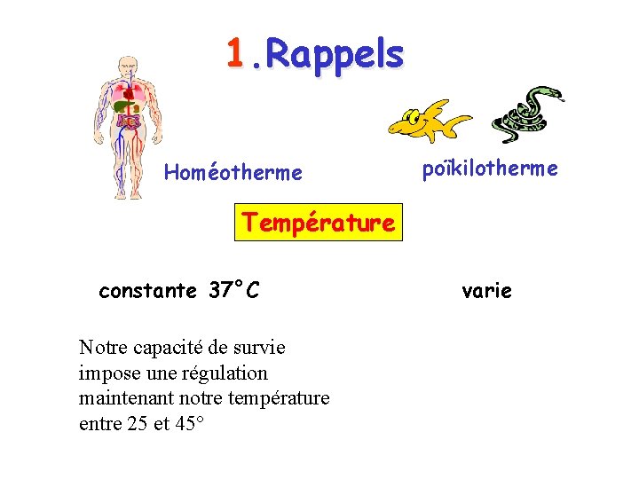 1. Rappels Homéotherme poïkilotherme Température constante 37°C Notre capacité de survie impose une régulation