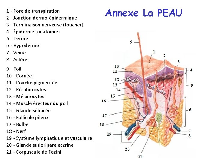 1 - Pore de transpiration 2 - Jonction dermo-épidermique 3 - Terminaison nerveuse (toucher)