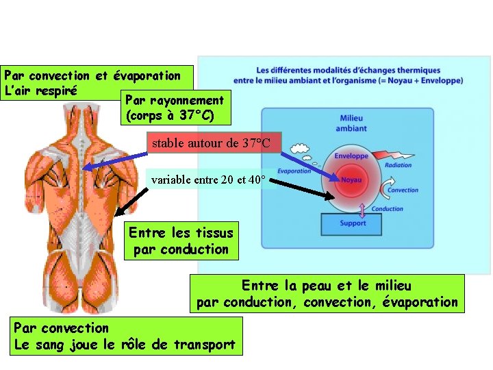 Par convection et évaporation L’air respiré Par rayonnement (corps à 37°C) stable autour de Par convection et évaporation L’air respiré Par rayonnement (corps à 37°C) stable autour de