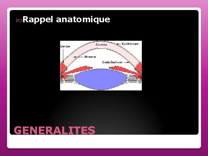  Rappel anatomique GENERALITES 