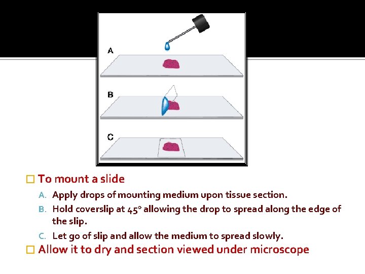� To mount a slide A. Apply drops of mounting medium upon tissue section.