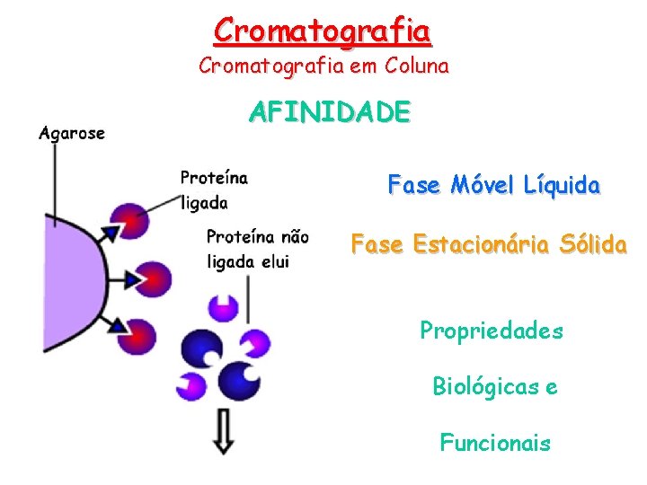 Cromatografia em Coluna AFINIDADE Fase Móvel Líquida Fase Estacionária Sólida Propriedades Biológicas e Funcionais