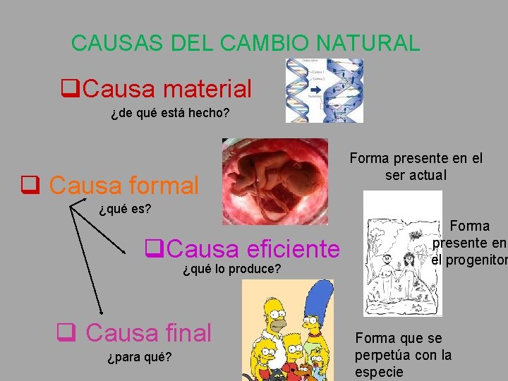 CAUSAS DEL CAMBIO NATURAL q. Causa material ¿de qué está hecho? q Causa formal