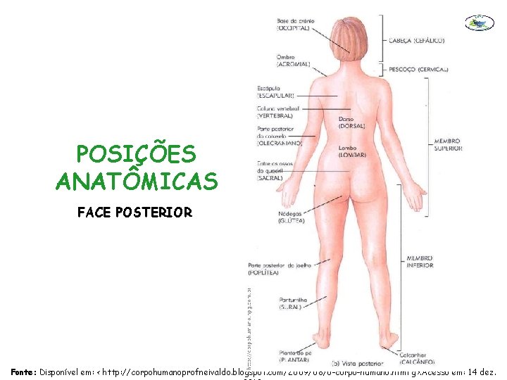 POSIÇÕES ANATÔMICAS FACE POSTERIOR Fonte: Disponível em: < http: //corpohumanoprofneivaldo. blogspot. com/2009/08/o-corpo-humano. html g>.