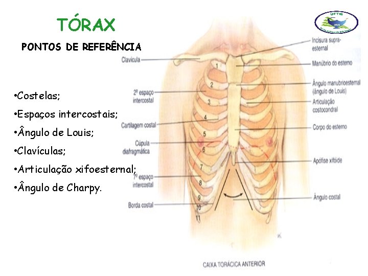 TÓRAX PONTOS DE REFERÊNCIA • Costelas; • Espaços intercostais; • ngulo de Louis; •