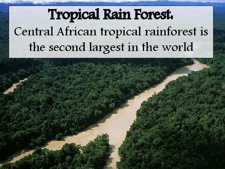 Tropical Rain Forest: Central African tropical rainforest is the second largest in the world