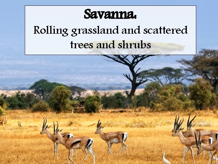 Savanna: Rolling grassland scattered trees and shrubs 