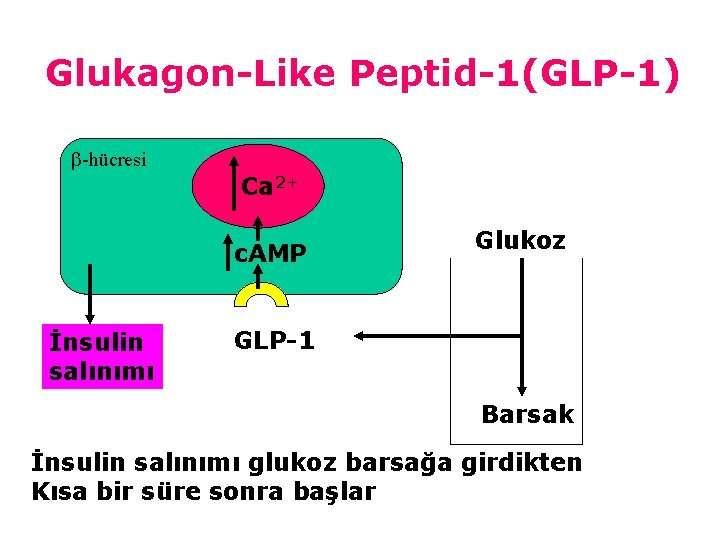 Glukagon-Like Peptid-1(GLP-1) -hücresi Ca 2+ c. AMP İnsulin salınımı Glukoz GLP-1 Barsak İnsulin salınımı