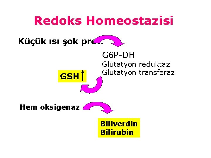 Redoks Homeostazisi Küçük ısı şok prot. G 6 P-DH GSH Glutatyon redüktaz Glutatyon transferaz