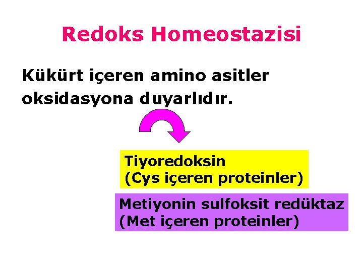 Redoks Homeostazisi Kükürt içeren amino asitler oksidasyona duyarlıdır. Tiyoredoksin (Cys içeren proteinler) Metiyonin sulfoksit
