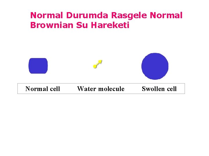 Normal Durumda Rasgele Normal Brownian Su Hareketi Normal cell Water molecule Swollen cell 