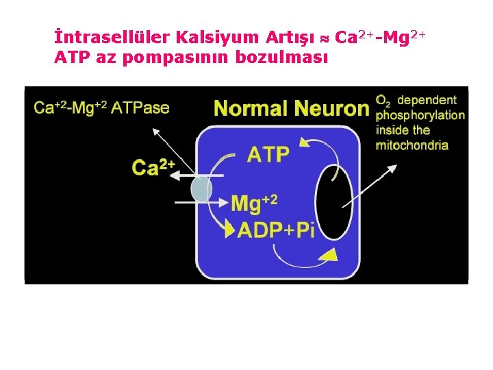 İntrasellüler Kalsiyum Artışı Ca 2+-Mg 2+ ATP az pompasının bozulması 