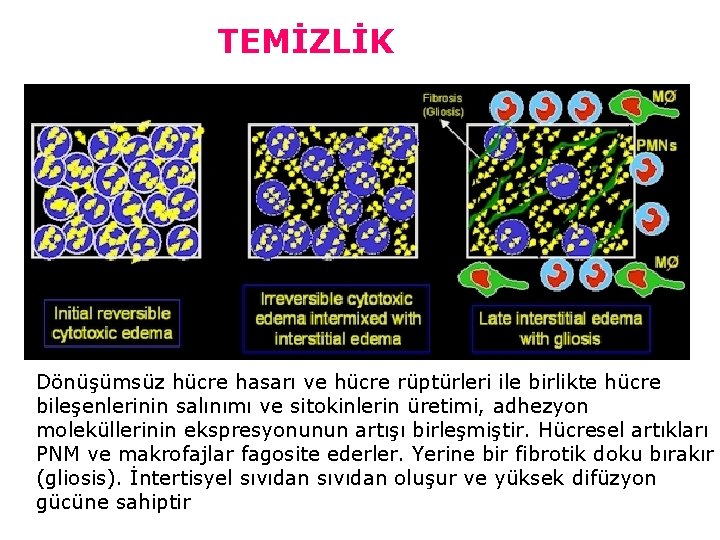 TEMİZLİK Dönüşümsüz hücre hasarı ve hücre rüptürleri ile birlikte hücre bileşenlerinin salınımı ve sitokinlerin