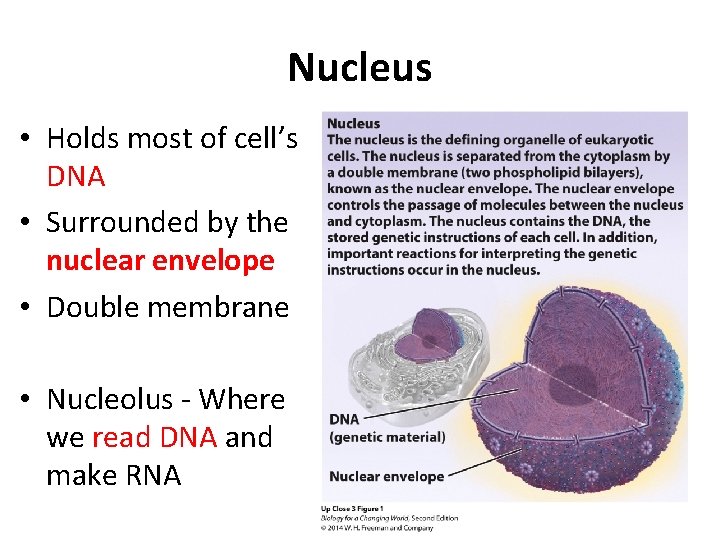 Nucleus • Holds most of cell’s DNA • Surrounded by the nuclear envelope •