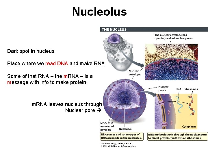 Nucleolus Dark spot in nucleus Place where we read DNA and make RNA Some