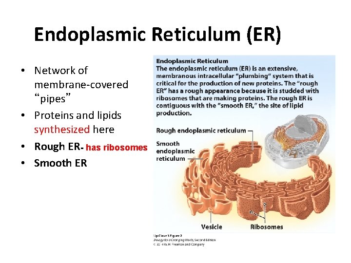 Endoplasmic Reticulum (ER) • Network of membrane-covered “pipes” • Proteins and lipids synthesized here