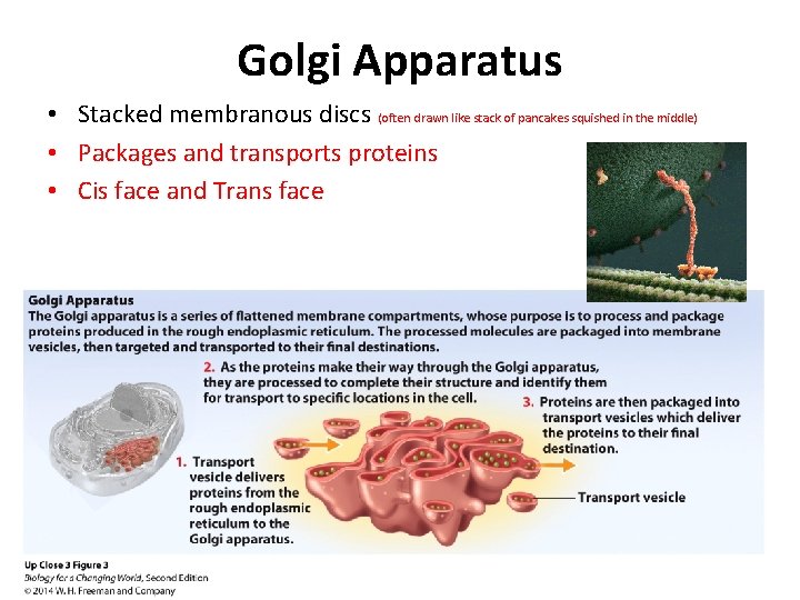 Golgi Apparatus • Stacked membranous discs (often drawn like stack of pancakes squished in