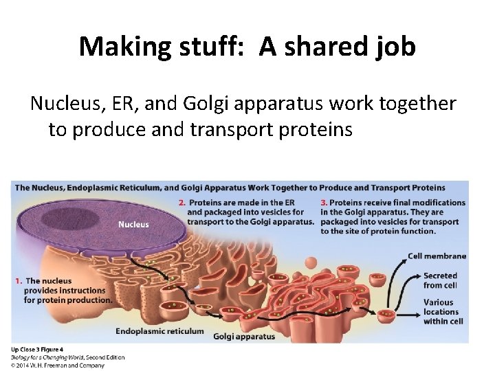 Making stuff: A shared job Nucleus, ER, and Golgi apparatus work together to produce